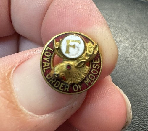 Vintage Loyal Order Of Moose Pin w/Gold F on White Background Above Moose